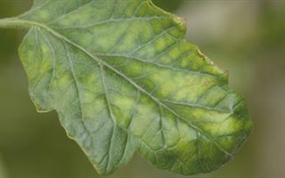 TICV E TOCV, AGENTI DEL GIALLUME INTERNERVALE DEL POMODORO